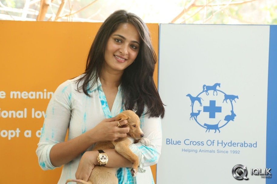 Anushka-at-Blue-Cross-Pet-Carnival-2014